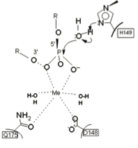 Image:HNH mechanism 20734974.png