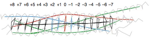Topology of the 16 layers of the SNARE complex