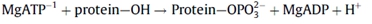 Image:Reaction catalysed by raf protein family.jpg