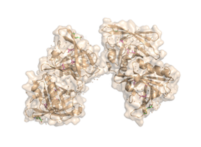 Image:Trichosurin for ProtPedia.png