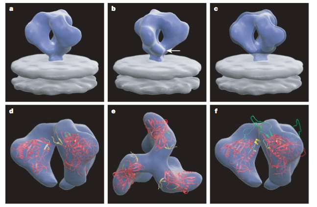 Image:Trimeric gp spike on HIV1.png