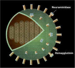 Image:HA sum2.jpg