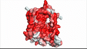 Figure 5. Amphipathic pore of NTCP highlighting hydrophobic residues (red) and hydrophilic residues (white). (PDB: 7PQQ)