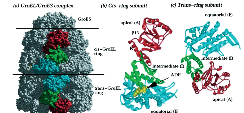 Image:Structure of GroEL.PNG