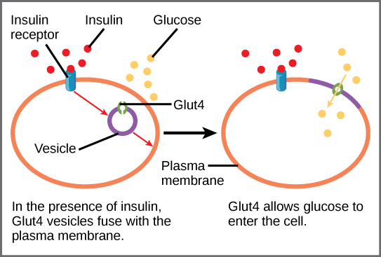 Image:Glut4mechanism1.jpg