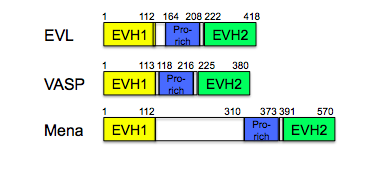 Mena/Ena(Evl)/Vasp domain organization