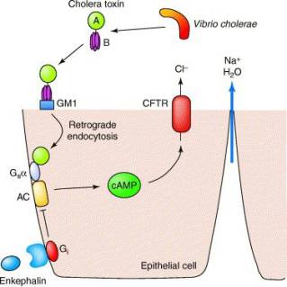 Image:Cholera_Mechanism.jpg