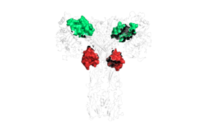Image:biochemIBSpt2.png