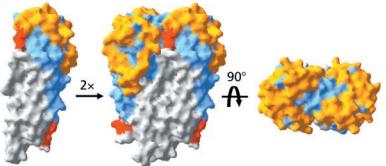 Image:Dimerized VlsE.jpg