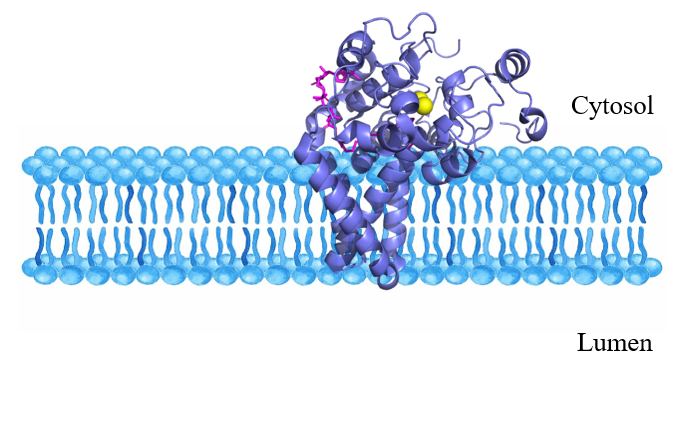 Image:BioImage.png