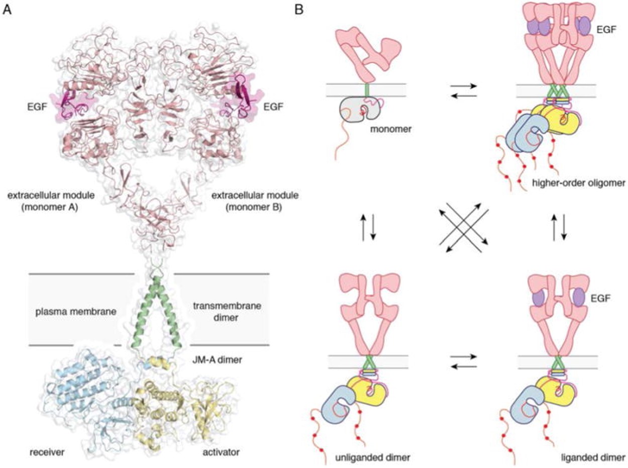 Full-length EGFR and its oligomerization states A) A proposed composite model of full-length EGFR based on the structures of individual modules (PDB ID 3NJP for the extracellular module, PDB ID 2M20 for the transmembrane - JM-A helices, and PDB ID 2GS6 for the kinase domains). B) Schematics for possible oligomerization states of EGFR in cells. (Kovacs et al., 2015)
