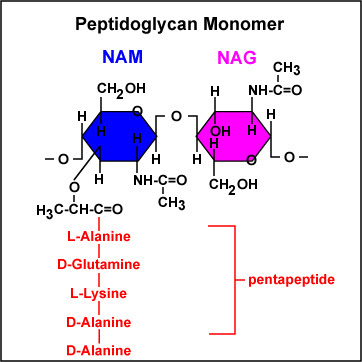 Image:Nonomer.jpg