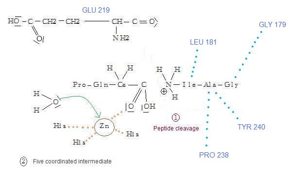 Image:3.peptide cleavage.jpg