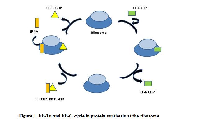 caption='EF-Tu and EF-G cycle during protein synthesis at the ribosome'