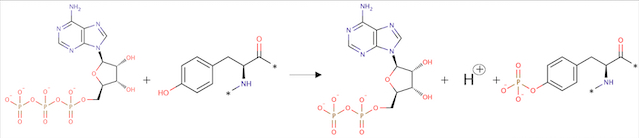 Image:Réaction Phosphorylation.jpg