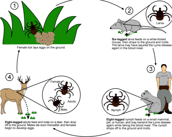 Image:Lyme disease cycle.jpg.png