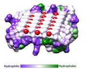 Fig. 3. Hydrophobicity of RiAFP