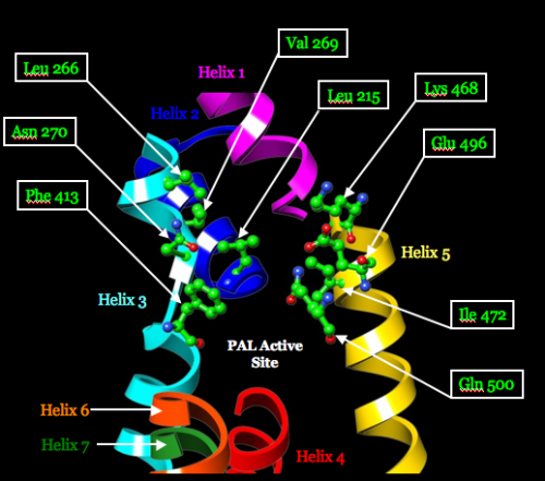 Image:Stabilizing residues of PAL active site.png