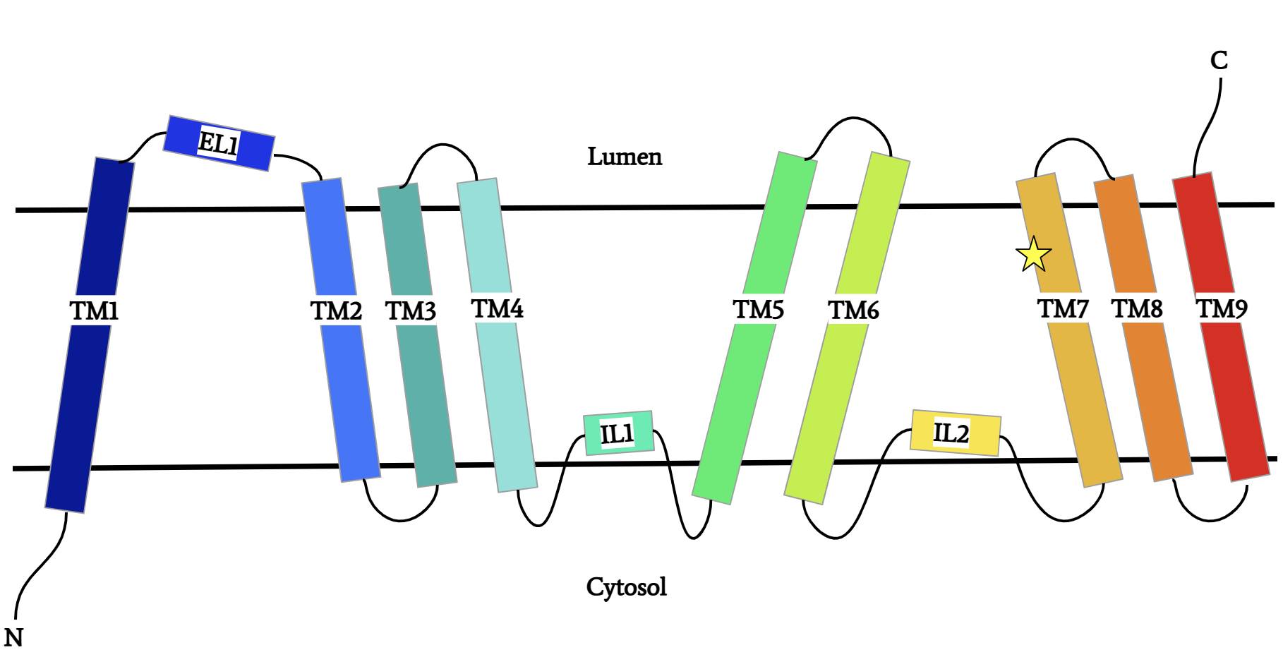 Figure 1: DGAT Structure