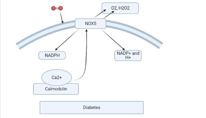Image:Diabetes NADPH.jpeg