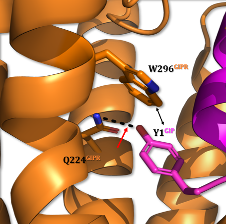 Image:GIP-Y1-Interaction.png