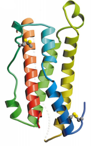 Fig.1 Ribbon colored diagram of hOSM from N-terminus in blue to the C-terminus in red. The two disulphide bonds are shown as ball-and-sticks models with the sulphur atoms represented as yellow spheres. The CD loop as observed in LIF is represented by the transparent dotted section.