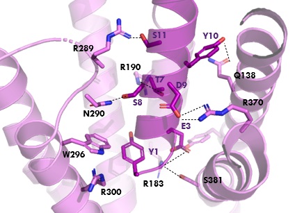 Image:TZ hydrogen bonds.jpg