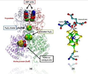 Figure 3. (a) Diagram of nitrogenase containing the FeMo protein (b) diagram of the FeMo cofactor which is known as the active site.