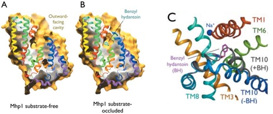 Image:The conformational change upon the substrate binding.jpg
