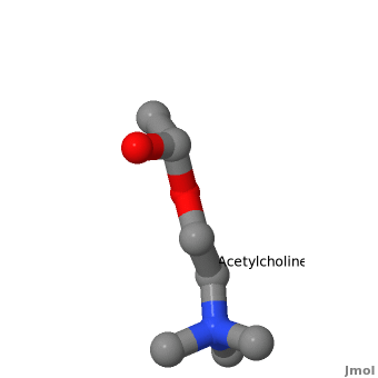 Image:Acetylcholine2.gif