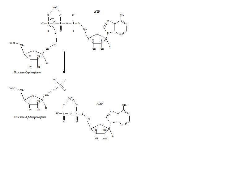 Image:PFK mech.JPG
