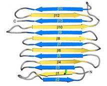 Fig. 1. Secondary structure diagram