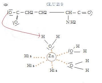 Image:1. proton for carboxylate group of Glu219.jpg