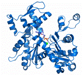 Image:Actin Image.gif