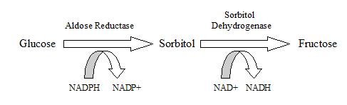 thumb Polyol pathway of glucose metabolism