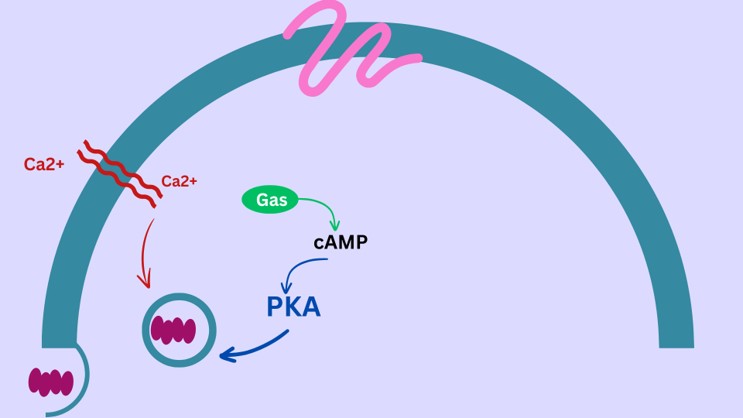 Image:Signaling.jpg