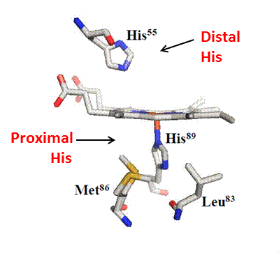 Image:DHP active site residues 2.gif
