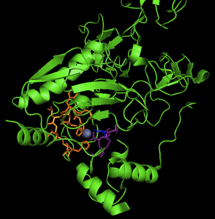 Image:1L6J Zn residues.png