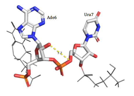 Image:Ade6-Ura7 H-Bonding.png