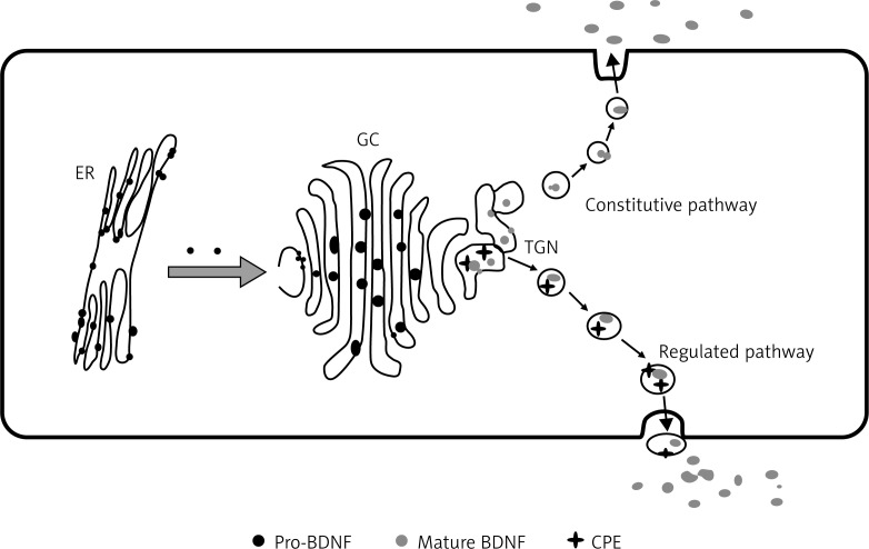 Image:BDNF_TGN_1.jpg