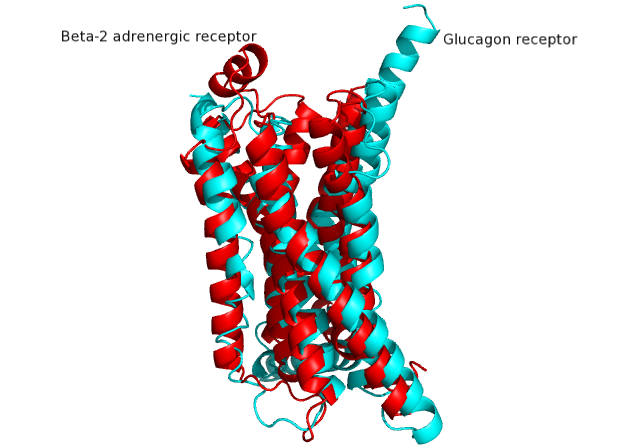 Image:Beta2 class A and Glucagon class B receptors aligned.png
