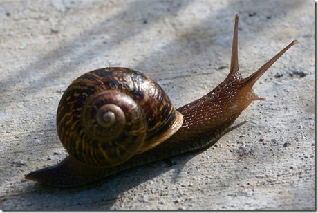 Image:GardenSnail.jpg