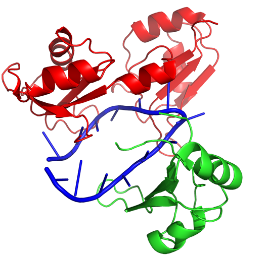 Image:Hrp1-RNA15.png