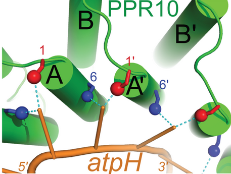 Image:PPR10binding.png