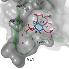 Fig.2 Ins(1,3,4,5)P4 binding to the PH domain of PDK1. Interactions of Ins(1,3,4,5)P4 (marine) with protein residues (green) are shown in a stereo representation. Hydrogen bonds are indicated as black dotted lines. Conserved water molecules are shown as yellow spheres, not conserved water molecules are coloured magenta.