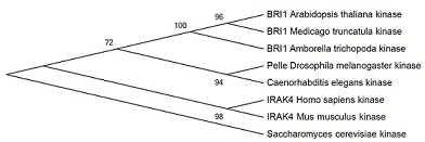 Phylogeny of close relatives to BRI1. Based on amino acid sequences of kinase domain, ClustalW alignment and ML tree.