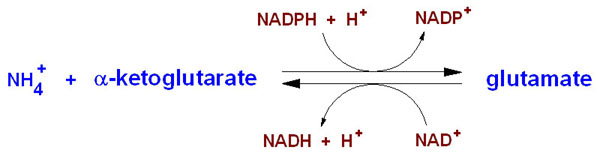 Image:glutamatedehydrogenase.jpeg