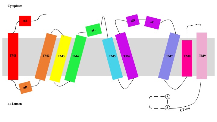 Image:HelicesDiagram.jpeg