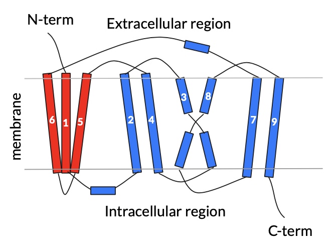 Image:NTCP topology official.jpeg