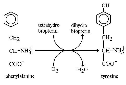 Image:Phenylalanine Hydroxylase mechanism.jpg